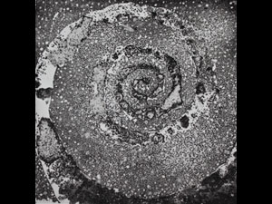 Lynnette Gladding Artist Abstract Gallery Image